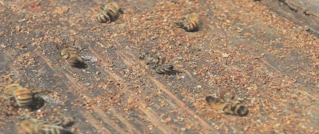 Dead bees found after corn planting in neighboring field.