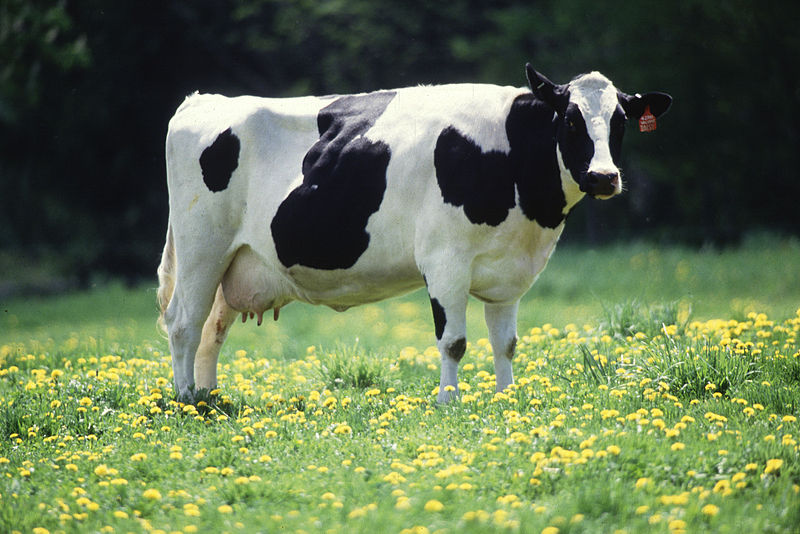 Holstein cows are raised primarily for milk production.