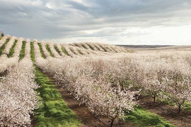 California almond groves