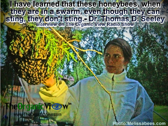 I have learned that these honeybees, when they are in a swarm, even though they can sting, they don't sting.- Dr. Thomas D. Seeley