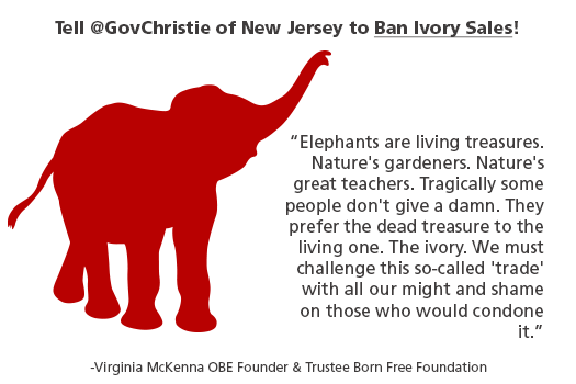 Elephants are living treasures