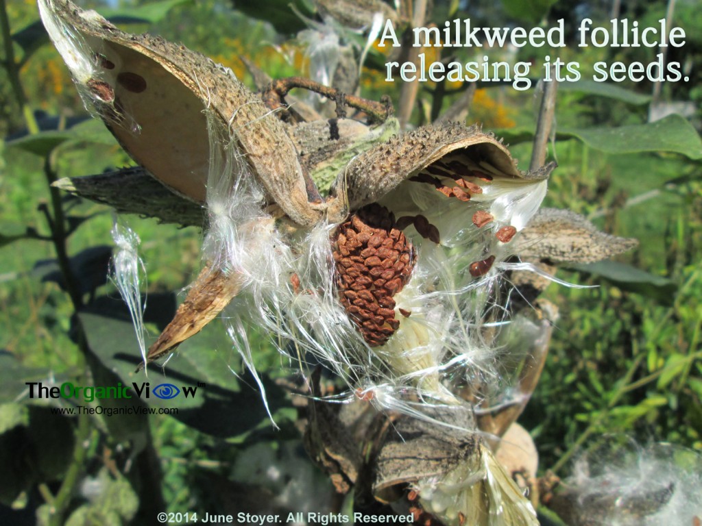 A milkweed follicle releasing its seeds.