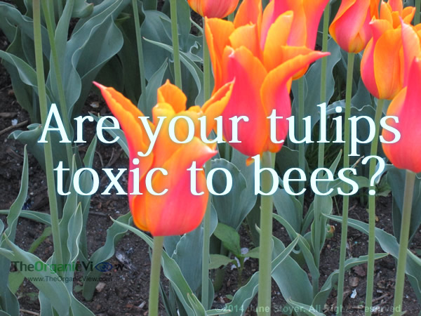 Are your tulips toxic to bees?