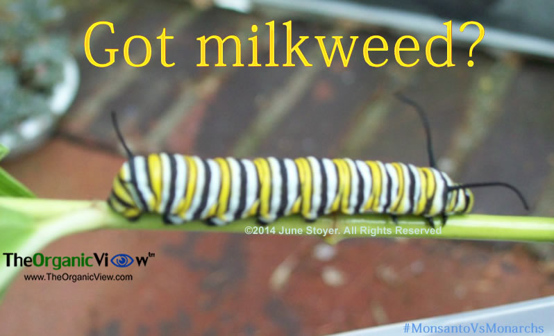 Monarch caterpillars can only eat milkweed. 