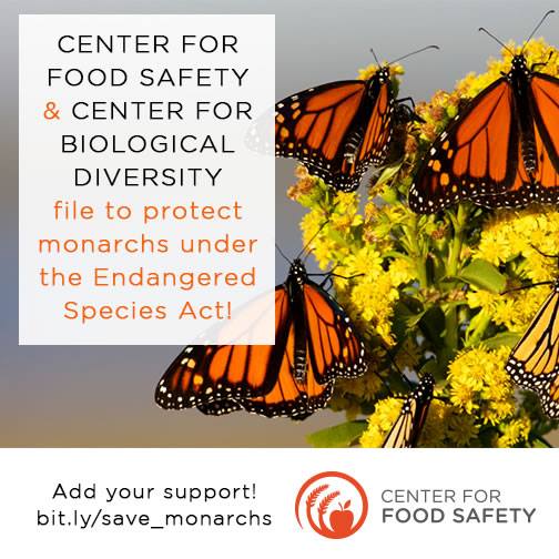 Please help the Center For Food Safety protect the monarch butterfly!