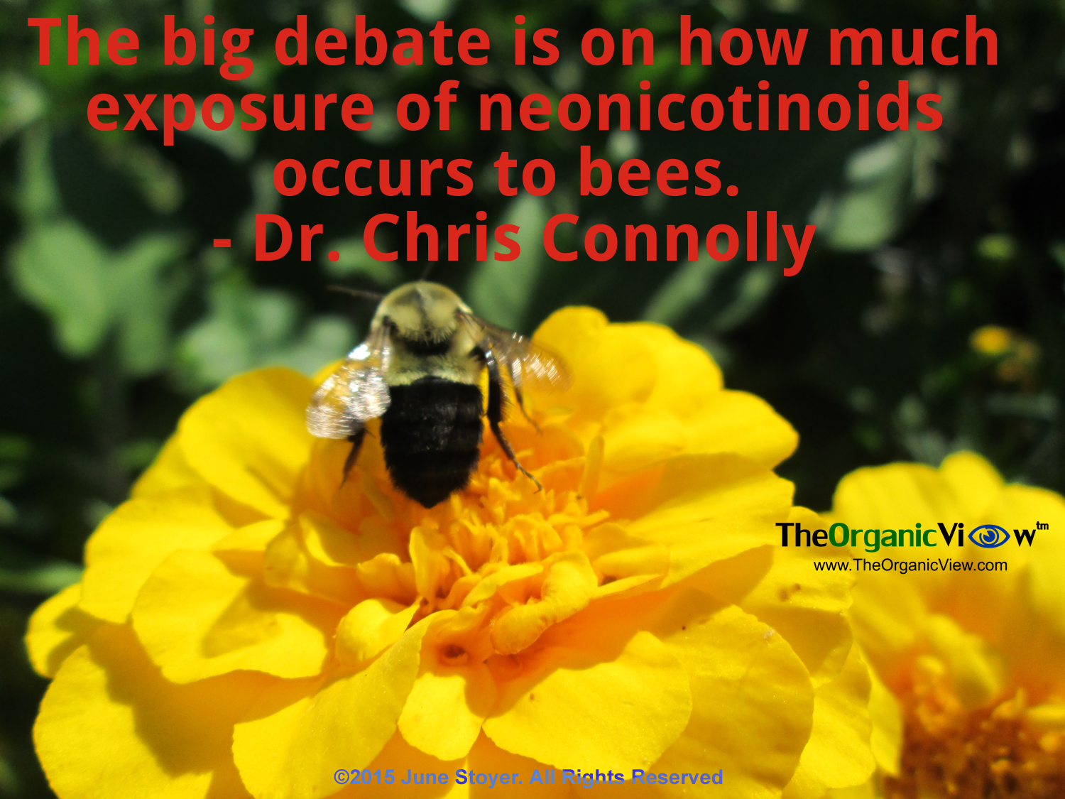 The big debate is on how much exposure of neonicotinoids occurs to bees. Dr Chris Connolly