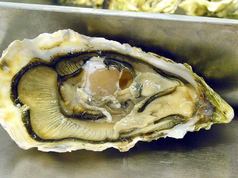 There is actually no monitoring of the harvested species themselves, the clams and the oysters. They’re only looking at the other things, in sediment concentrations and water concentrations but they’re not saying about what they’re actually harvesting and feeding to people that are buying these oysters crassostrea_gigas