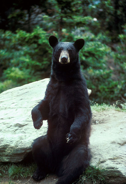 Adult black bear