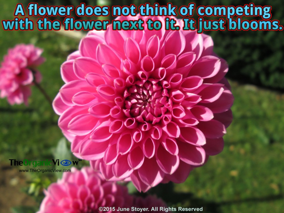 A flower does not think of competing with the flower next to it. It just blooms
