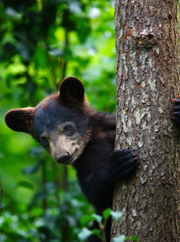 http://appalachianbearrescue.org/our-bears/galleries/