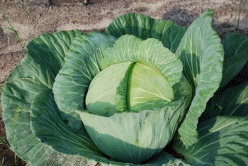 Organically grown green cabbage