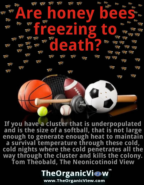 Are honey bees freezing to death because of neonicotinoids?