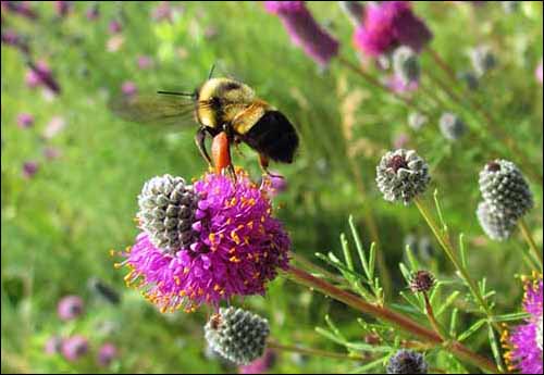 Rusty Patched Bumblebee (Bombus affinis)