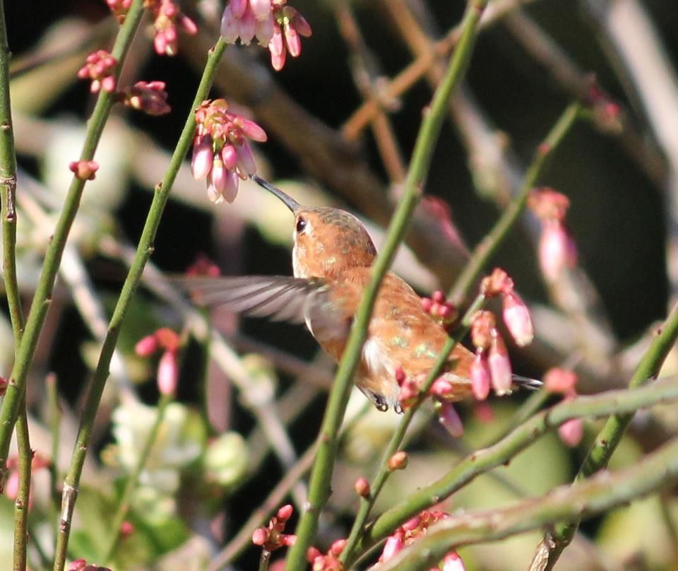 Rufous hummingbird sipping nectar from Elliott’s blueberry.