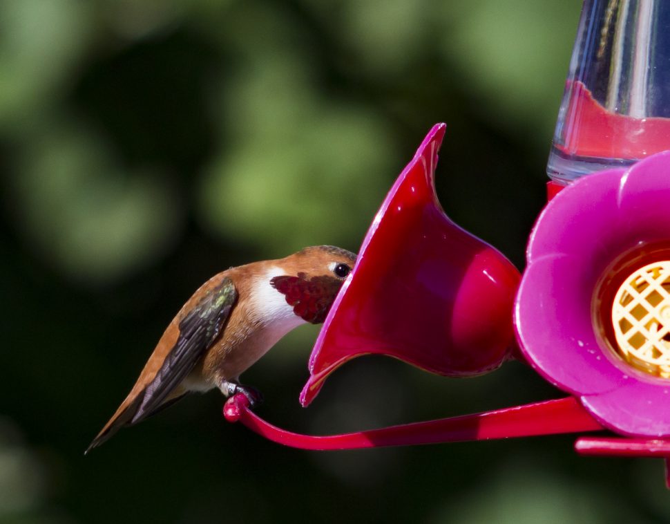 A Rufous Hummingbird Photo credit: Tristan Coatta.