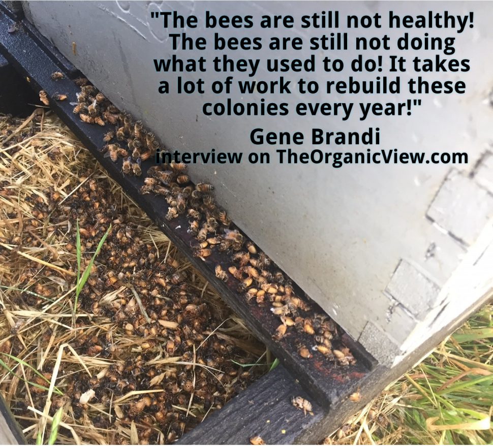The bees are still not healthy! The bees are still not doing what they used to do
