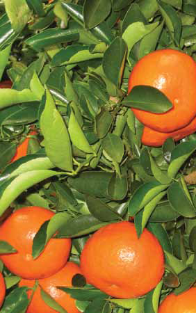 organic oranges