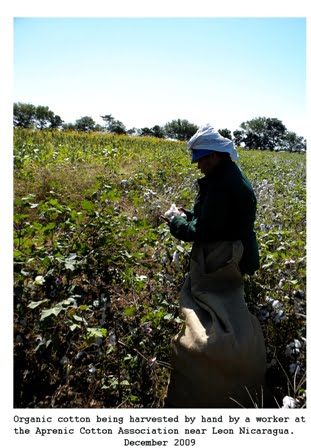 Cotton Harvest