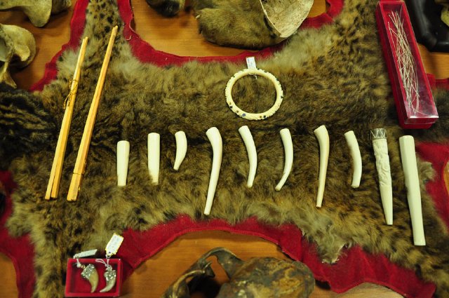 Elephant ivory and Leopard Cat skin