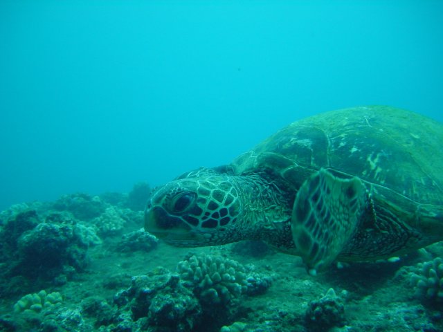 A Seaturtle In Danger from Cyanide