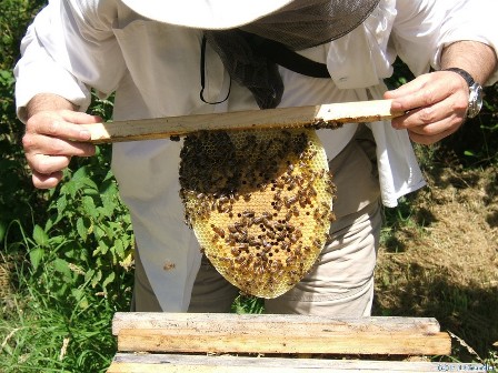 Backyard beekeeing basics