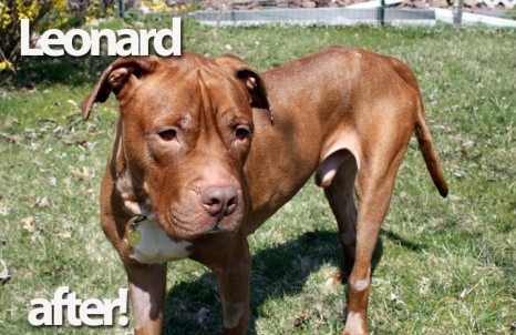Leonard The Dog- Saved!