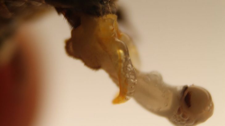 Are Neonicotinoids Impacting Bee Sperm