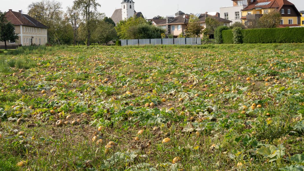 Styria’s distinct microclimate