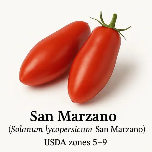 San Marzano tomatoes