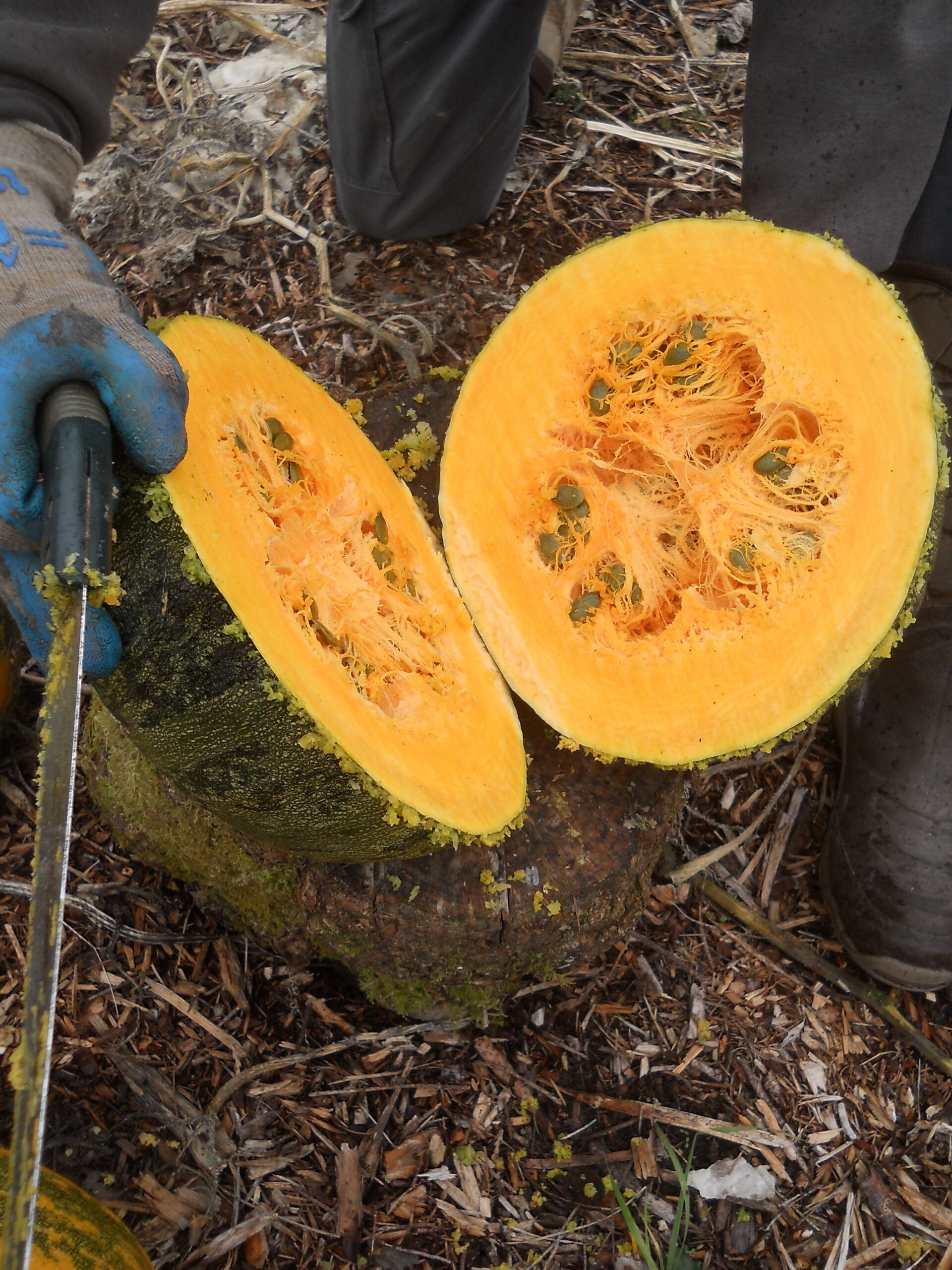 Styrian Pumpkin cut